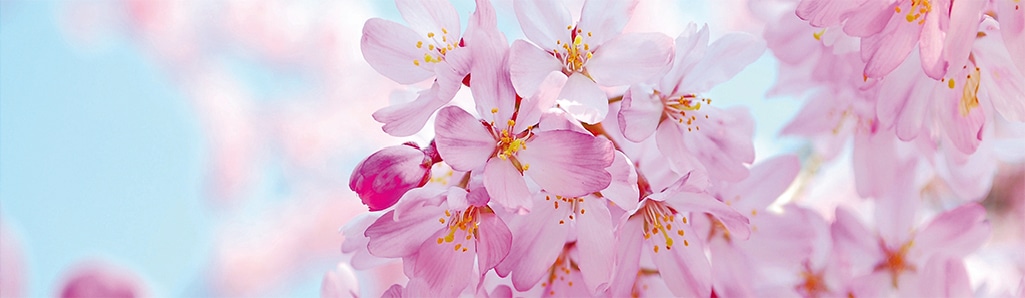 Papermoon Fototapete "Cherry Blossom Panorama", matt