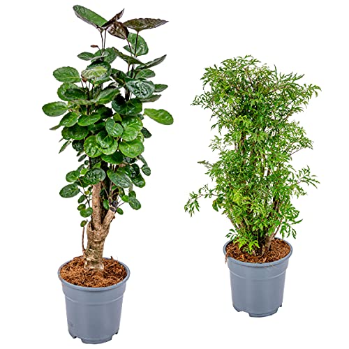 Federantenne - Polyscias 'Mix' - pro Stück - Zimmerpflanzen im Gartentopf - ⌀ 17 cm - 60 cm