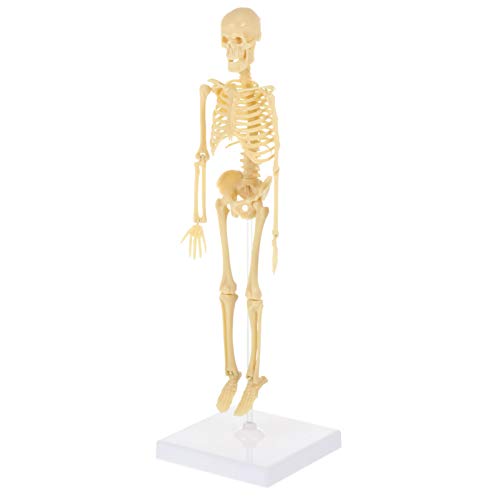 Menschliches Skelett Medizinisches Skelettmodell Modell in Skelettbauweise Skelettsystemmodell Lernspielzeug Bewegliches Skelettmodell Skelette Plastik Kassierer Kind Ganzer Körper