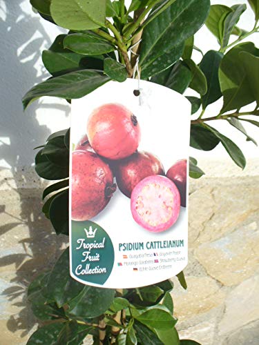1 Pflanze - Erdbeer-Guave - Psidium cattleianum, Kirsch-Guave, Gesundheitsfrucht 110-125 cm