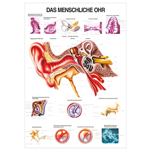Das Ohr Lehrtafel Anatomie 100x70 cm medizinische Lehrmittel