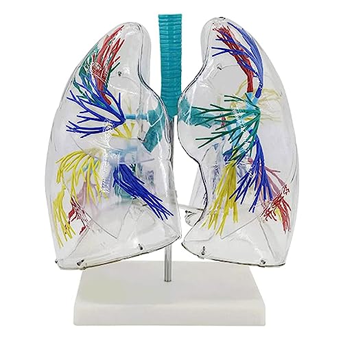 BJQZX Organmodell Menschliche Lunge und Atemwege Modell Anatomisches Modell von Lungensegmenten Transparent, Für Klassenzimmer Unterricht Und Labordisplay