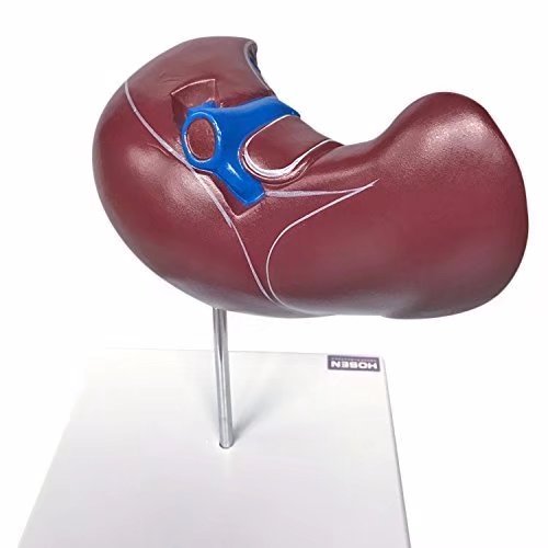 MKDental Medizinische Anatomie aus PVC-Kunststoff in Lebensgröße