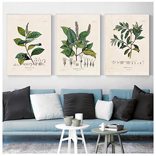 Botanical Studies Vintage Posters and Prints Antique Plant Illustrations Canvas Painting Botany Wall Art Pictures Decor 40x60cmx3 Frameless