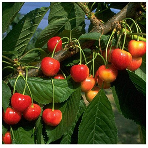Kirschbaum Büttners Rote Knorpelkirsche aromatisch Buschbaum 110-140 cm im 10 L Topf Unterlage F12/I