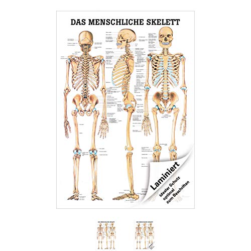 Anatomisches Poster "Das menschliche Skelett", 70x50 cm, laminiert