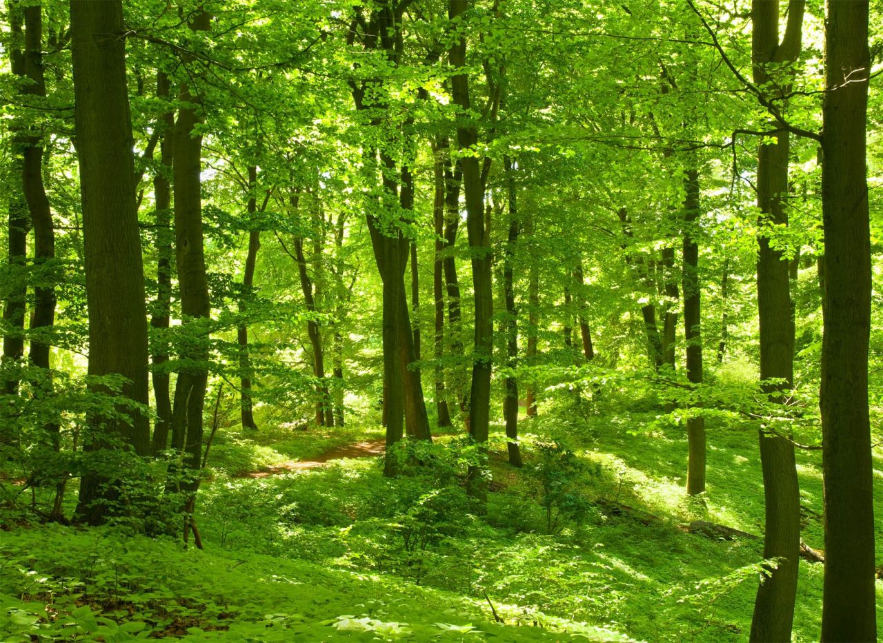 papermoon Vlies- Fototapete Digitaldruck 350 x 260 cm Forest in Spring