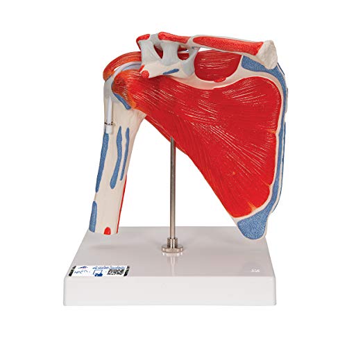 3B Scientific Menschliche Anatomie - Schultergelenkmodell mit Rotatorenmanschette (4 abnehmbare Muskeln), 5 - teilig - 3B Smart Anatomy