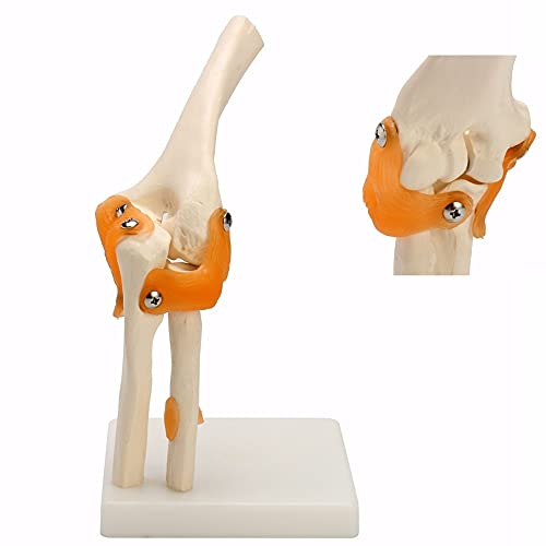 JINGERL Menschliches Ellenbogen-Joint-Modell anatomischer Anatomie-Ellenbogen-Joint Medical Model Orthopädie