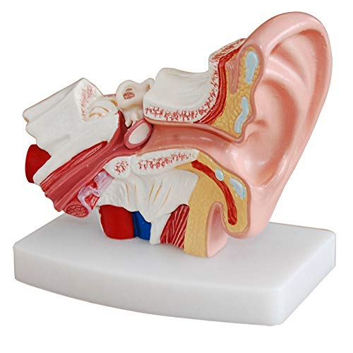 RETYLY das 1,5 Fache Modell der Menschlichen Ohranatomie Zeigt die Organ Struktur der Zentralen und Externen Ohren