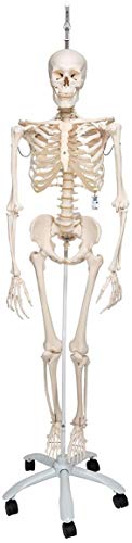 3B Scientific Menschliche Anatomie - Physiologisches Skelettmodell Phil an Hängestativ + kostenloser Anatomiesoftware - 3B Smart Anatomy, A15/3