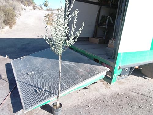 Echter Olivenbaum, Olea europaea, ein Baum ca. 130-150 cm hoch
