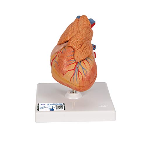 3B Scientific menschliche Anatomie - Klassik-Herzmodell mit Thymus, 3-teilig - 3B Smart Anatomy