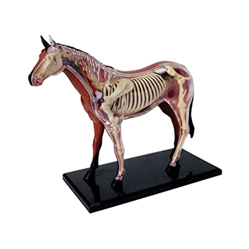 Jikoiuty Tierorgan Anatomie Modell 4D Intelligenz Zusammenbau Spielzeug, das Anatomie Modell DIY PopuläRwissenschaftliche GeräTe Unterrichtet