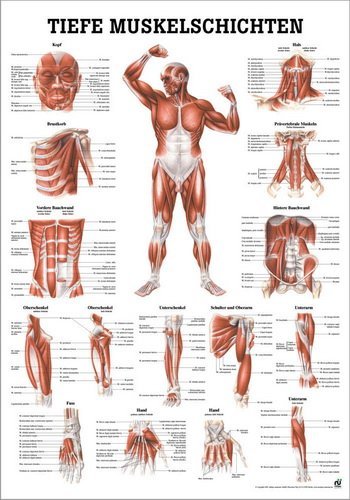 Ruediger Anatomie PO36dLAM Tiefe Muskelschichten, Frontansicht Tafel, 50 cm x 70 cm, laminiert