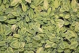 Salbei, Gewürzsalbei (Salvia officinalis) im 10,5cm Topf (6 Stück, gelb/grün Sorte: 'Iceteriana')