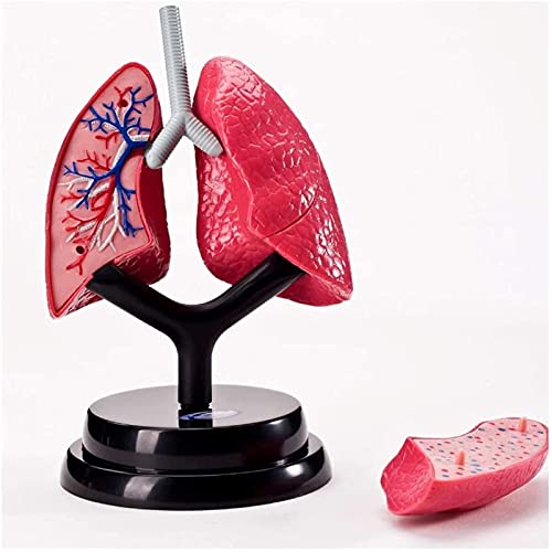 Lungenmodell - Anatomiemodell des menschlichen Organs, Lungenanatomisches Modell, abnehmbares Lungenmodell, menschliches Atmungssystem, Lungenstruktur, Anatomie, für Studium, medizinisches Lehrmodell
