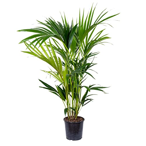 Kentia Palm | Howea 'Forsteriana' pro Stück - Zimmerpflanze im Aufzuchttopf cm18 cm - 100 cm