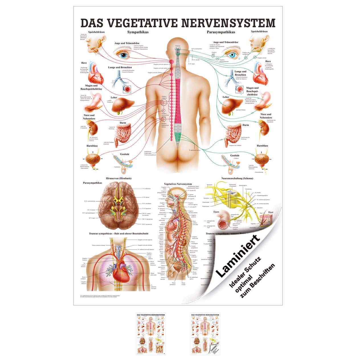 Sport-Tec Vegetatives Nervensystem Lehrtafel Anatomie 100x70 cm medizinische Lehrmittel