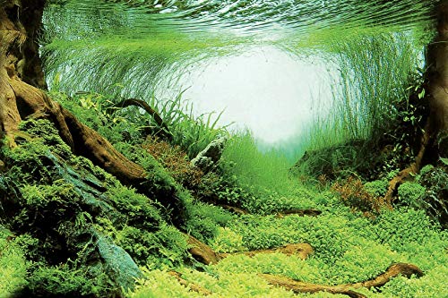 Superfish Deco Poster C2 Aquarium-Hintergrund, 60 x 49 cm