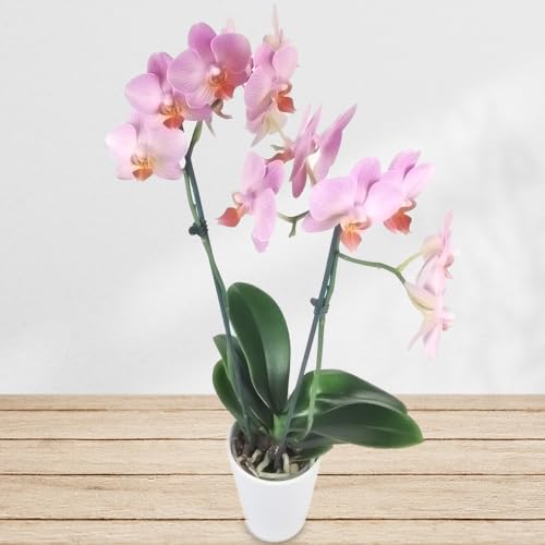 Zimmerpflanze"Rosa Orchidee" - Inklusive Keramik Übertopf