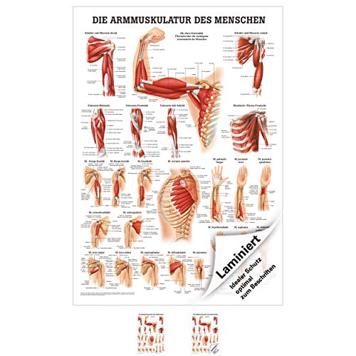 Armmuskulatur Poster Anatomie 70x50 cm medizinische Lehrmittel