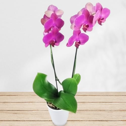 Orchidee"Lila" mit 2 Trieben - Inklusive Keramik Übertopf - Pflanzen von Rosenbote