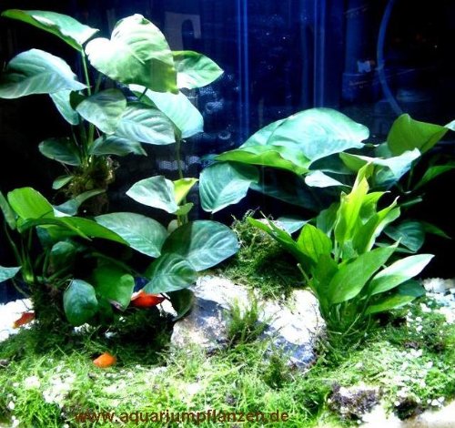 Diskus Wasserpflanzenset für 200-300 l Aquarium