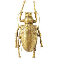Kare Design Longicorn Beetle Gold Wandschmuck
