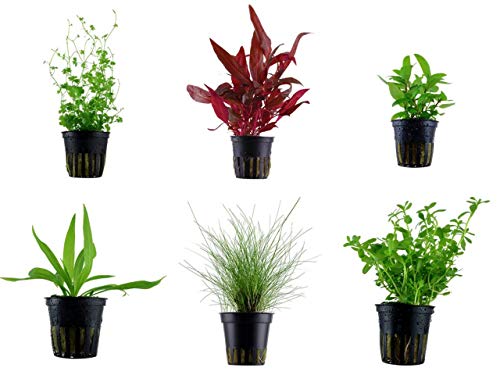 Tropica Vordergrund Set mit 6 Topf Pflanzen Aquariumpflanzenset Nr.30 Wasserpflanzen Aquarium Aquariumpflanzen