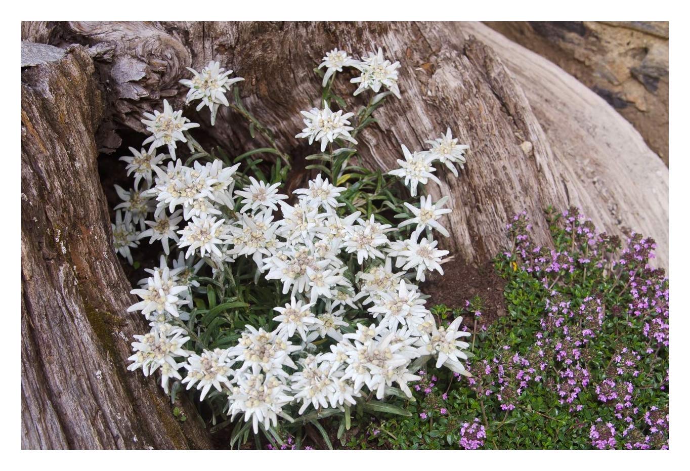 5 x Leontopodium souliei 'Alpina White' (Edelweiss) Staude/winterhart