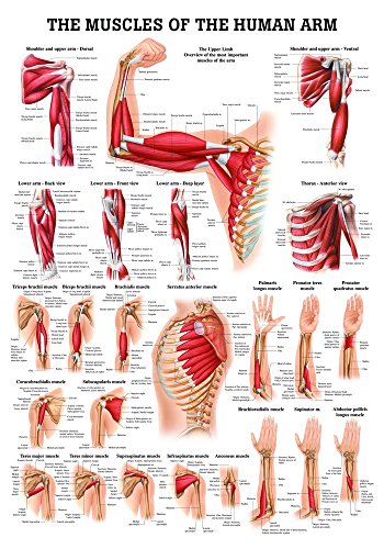 Muscles of the arm. 50x70 cm, laminated