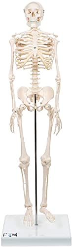 3B Scientific menschliche Anatomie - Mini-Skelettmodell auf Sockel - 3B Smart Anatomy