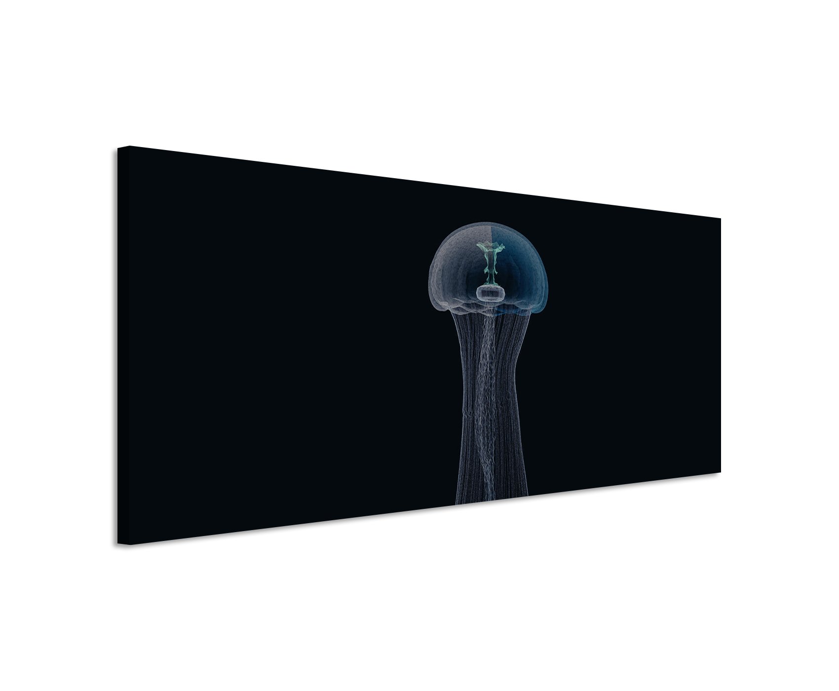 Wunderschönes Wandbild 150x50cm Bild – Zarte transparente Qualle in der Dunkelheit