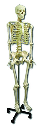 Patterson Medical Modell-Skelett, mit Ständer und Staubschutz, 170 cm