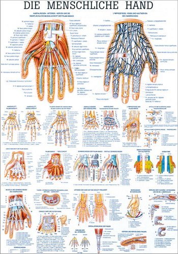 Ruediger Anatomie TA29LAM Die menschliche Hand Tafel, 70 cm x 100 cm, laminiert