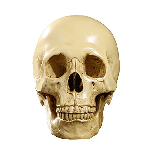 1: 1 Menschlichen Schaedels Resinmodell Anatomischen Medizinischen Lehre Skelett Gelb