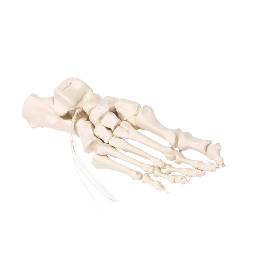Erler Zimmer Fußskelett auf Nylon Anatomie Modell separiert und einzeln betrachtbar