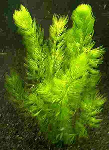 15 Bund/Portionen Hornkraut, Ceratophyllum demersum, für Teich und Aquarium