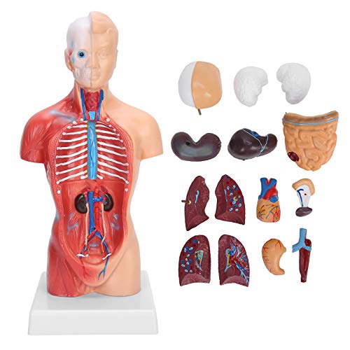 28 cm menschliches Torsokörpermodell, abnehmbare innere Organe der Unisex-Anatomie Skelettmodell zum Unterrichten von Ressourcen Anatomische Montage für Kinder