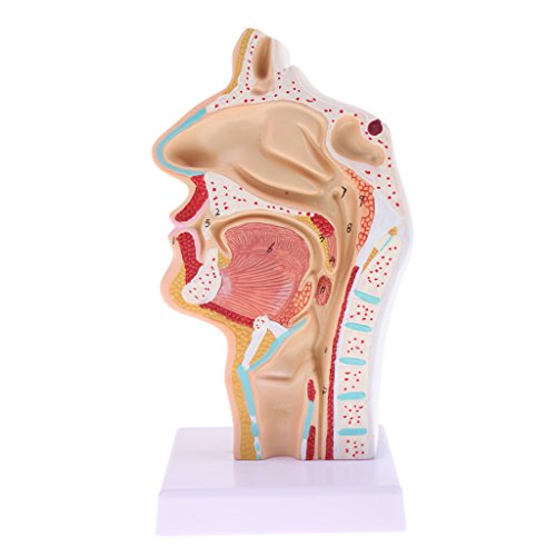 Perfeclan Anatomie Modell Kehlkopf 1: 1 Lebensgroße Menschliche Nasen-, Mundhöhlen- und Pharynx- und Kehlkopfmodell