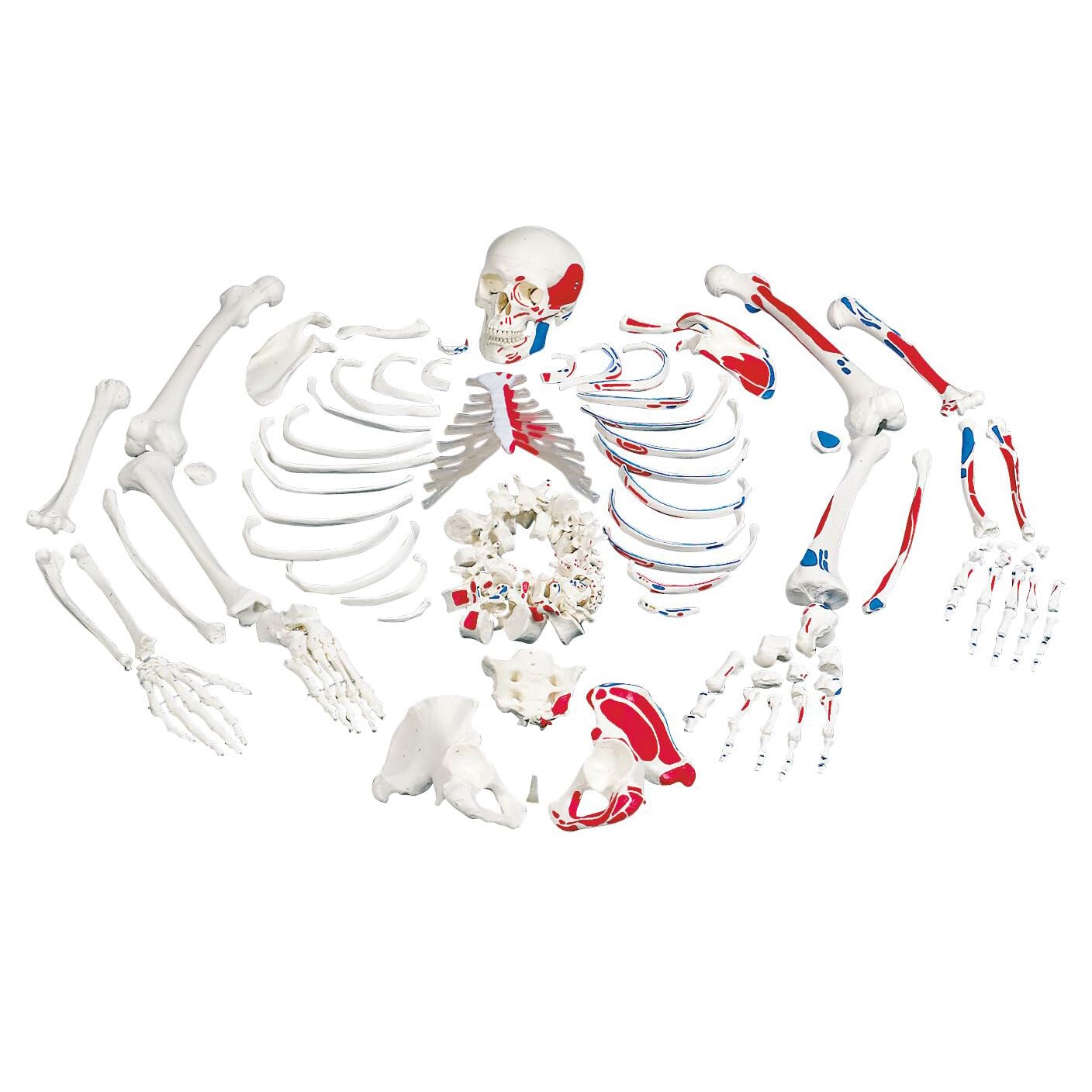 3B Scientific Menschliche Anatomie - Skelett mit Muskeldarstellung, unmontiert + kostenlose Anatomie App - 3B Smart Anatomy, A05/2