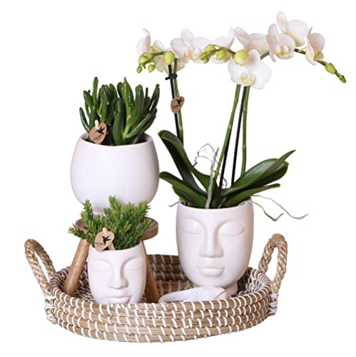 Kolibri Orchideen | Komplettes Pflanzenset Face-2-Face weiß | Grünpflanzen mit weißer Phalaenopsis-Orchidee im weißen Scandic-Dekotopf und weißem Face-2-Face-Dekotopf inkl. Zubehör.