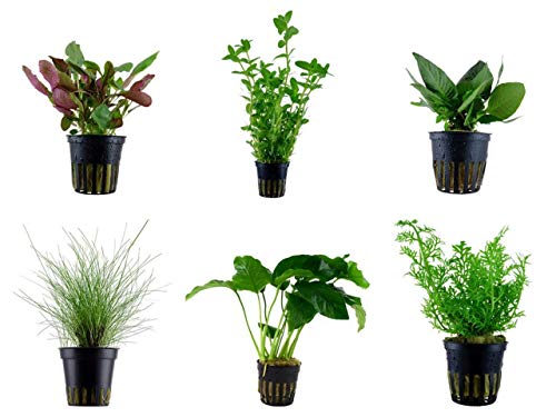 Tropica Einsteiger Set mit 6 Einfachen Topf Pflanzen Aquariumpflanzenset Nr.3 Wasserpflanzen Aquarium Aquariumpflanzen