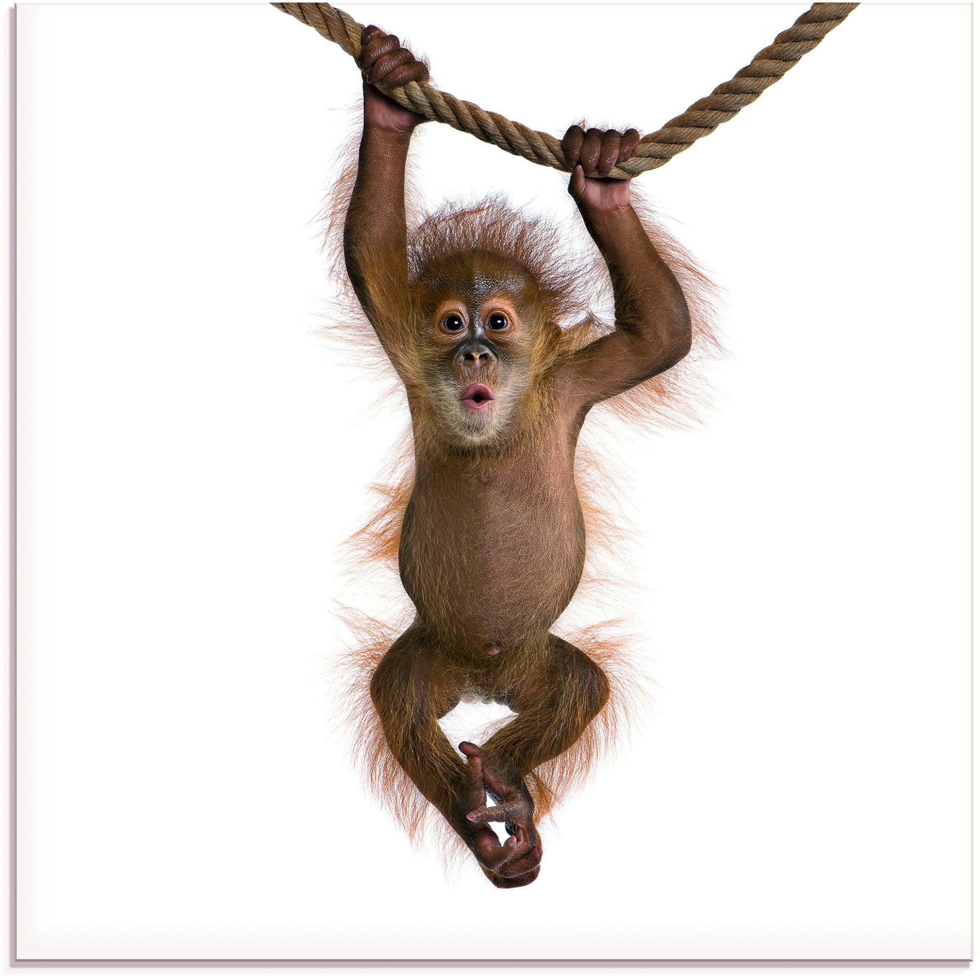 Artland Glasbild "Baby Orang Utan hängt an Seil II", Wildtiere, (1 St.)