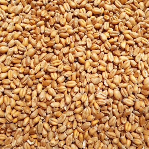 Supravit Weizen Futterweizen 25 kg - Einzelfuttermittel für Tauben, Vögel, Nager & Geflügel