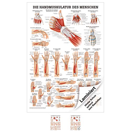 Handmuskulatur Poster Anatomie 70x50 cm medizinische Lehrmittel