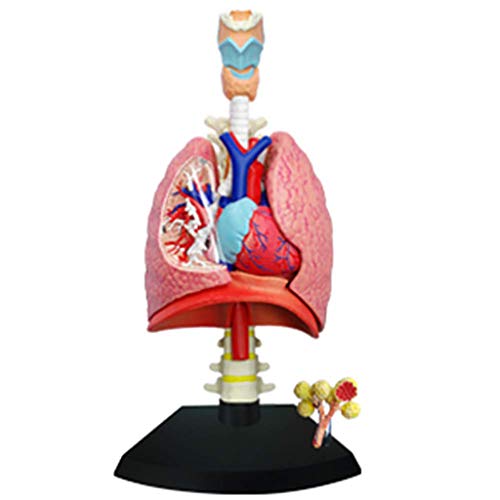 FHUILI 1: 3 Lung Anatomisches Modell - Abnehmbarer Orgel und Körperteil Menschliches Organ Anatomiemodell - Anatomie Lung Modell für Medizinische Ausbildung Ausbildungshilfe