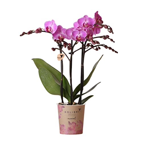 Kolibri Orchids | Lila/rosa Phalaenopsis Orchidee - Mineral Vienna - Topfgröße Ø9cm | blühende Zimmerpflanze - frisch vom Züchter
