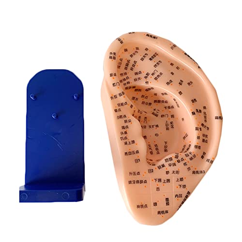 Massage-Ohr-Akupunktur-Modell, 24 cm/9,4 Zoll Anatomisches Modell für menschliche Ohr-Akupunktur, Studienmodell für chinesische Medizin-Akupunktur-Modell, für den Akupunkturunterricht